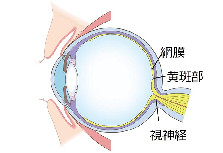 眼科検診（眼科ドック）画像10